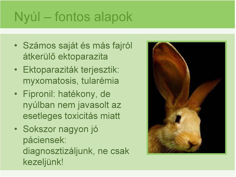 Fipronil: hatékony, de nyúlban nem javasolt az esetleges