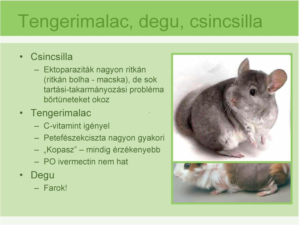 probléma bőrtüneteket okoz Tengerimalac C-vitamint igényel