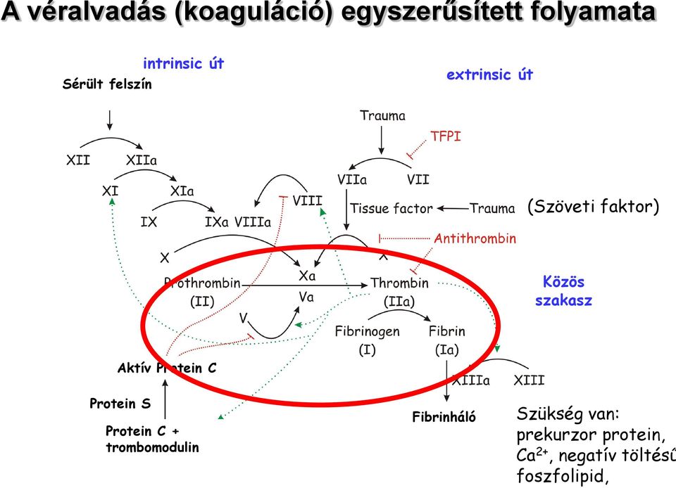 szakasz Aktív Protein C Protein S Protein C + trombomodulin