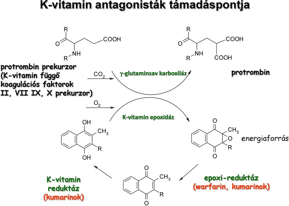 karboxiláz R R NH CH CH protrombin H K-vitamin epoxidáz H CH 3 R CH 3 R