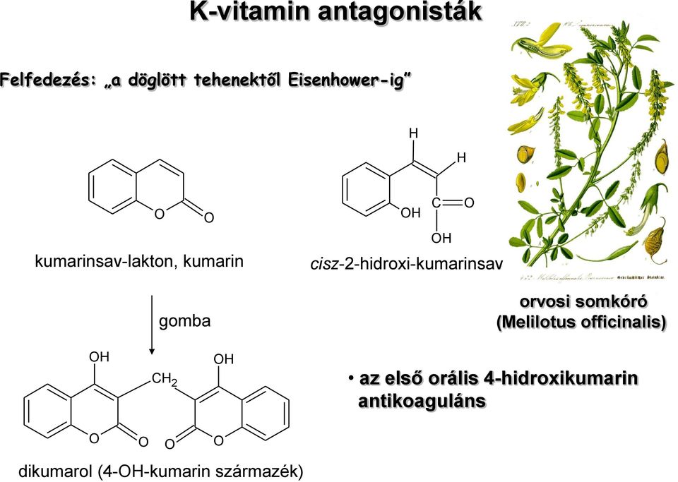 cisz-2-hidroxi-kumarinsav orvosi somkóró (Melilotus officinalis) H