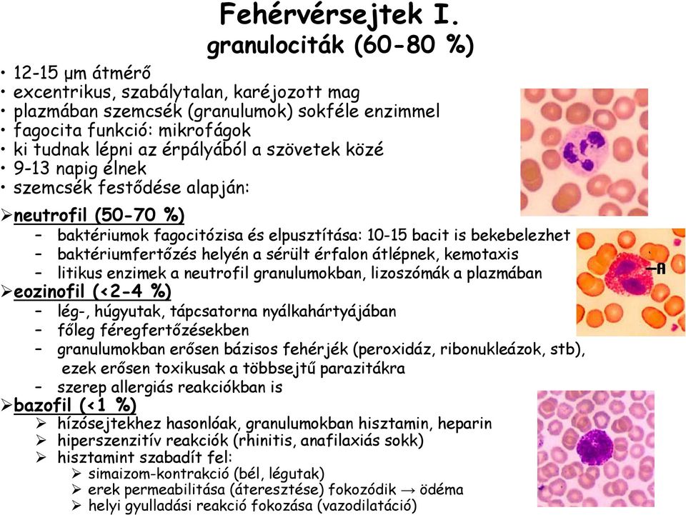 közé 9-13 napig élnek szemcsék festődése alapján: neutrofil (50-70 %) baktériumok fagocitózisa és elpusztítása: 10-15 bacit is bekebelezhet baktériumfertőzés helyén a sérült érfalon átlépnek,