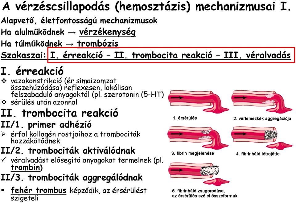 véralvadás I. érreakció vazokonstrikció (ér simaizomzat összehúzódása) reflexesen, lokálisan felszabaduló anyagoktól (pl.