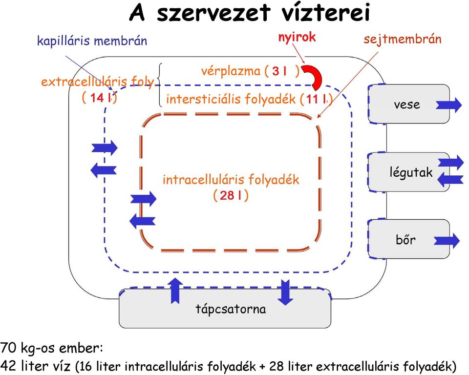 intracelluláris folyadék + 28