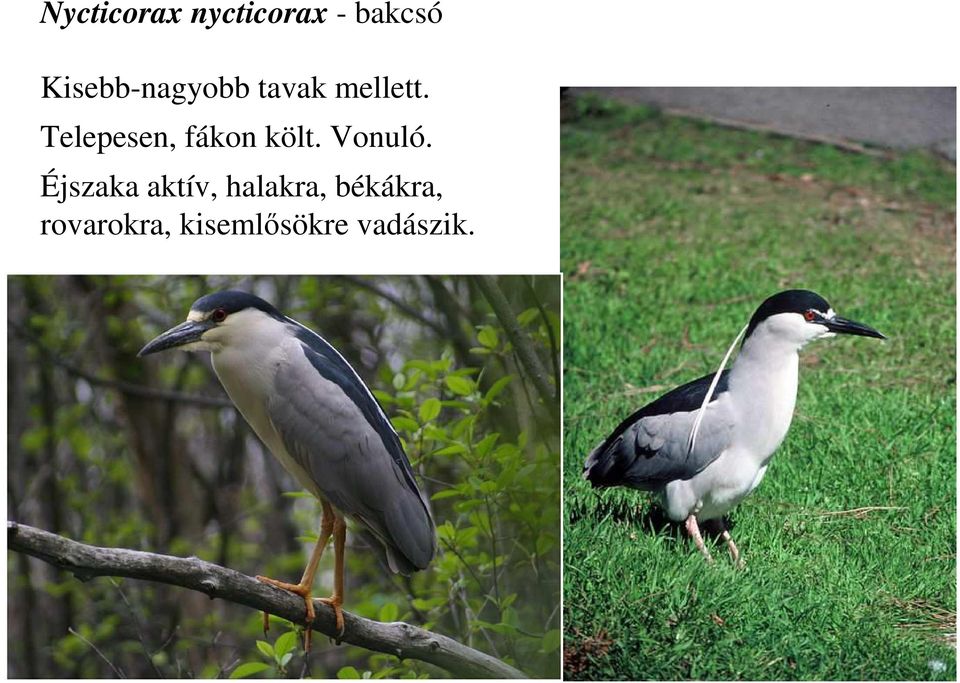 Telepesen, fákon költ. Vonuló.