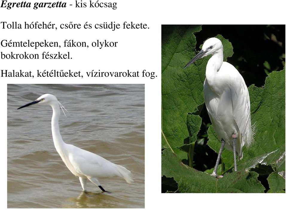 Gémtelepeken, fákon, olykor bokrokon