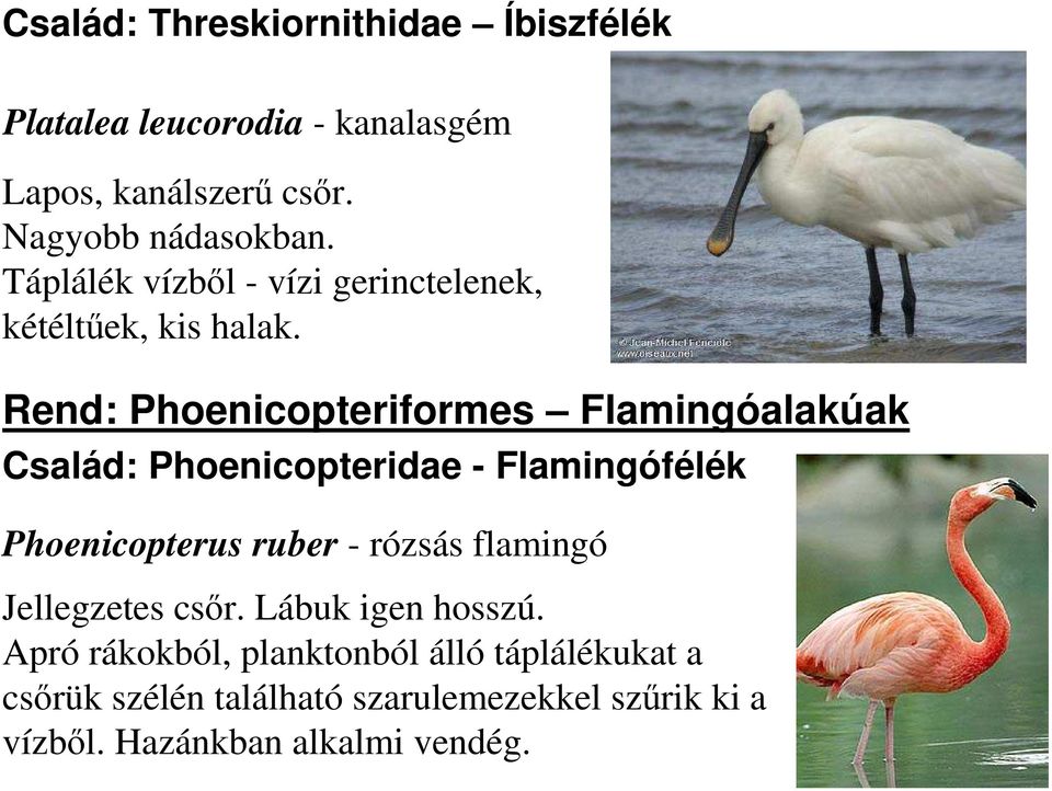Rend: Phoenicopteriformes Flamingóalakúak Család: Phoenicopteridae - Flamingófélék Phoenicopterus ruber - rózsás