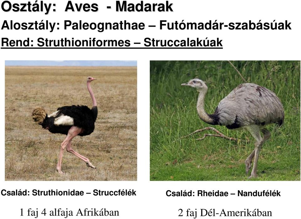 Struccalakúak Család: Struthionidae Struccfélék