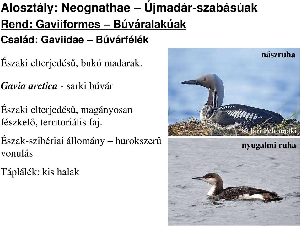 nászruha Gavia arctica - sarki búvár Északi elterjedésű, magányosan