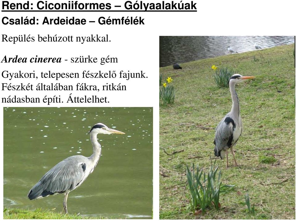 Ardea cinerea - szürke gém Gyakori, telepesen