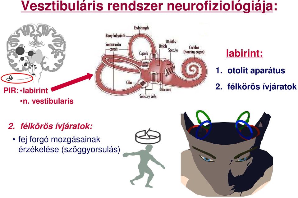 vestibularis 2. félkörös ívjáratok 2.