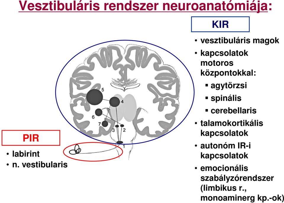 központokkal: agytörzsi spinális cerebellaris talamokortikális