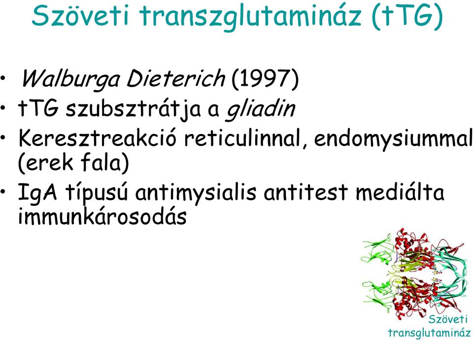 reticulinnal, endomysiummal (erek fala) IgA típusú