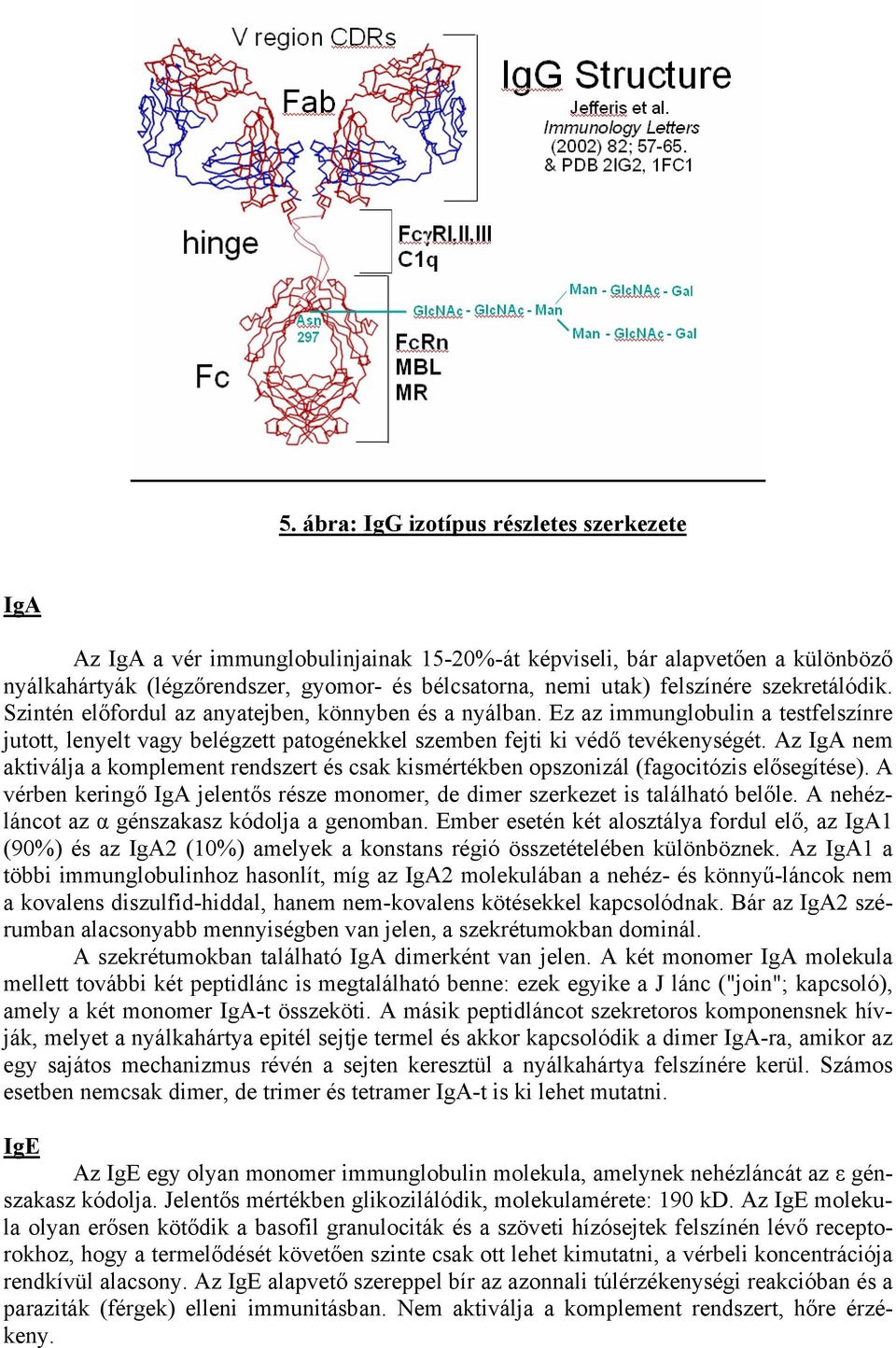 Az IgA nem aktiválja a komplement rendszert és csak kismértékben opszonizál (fagocitózis elősegítése). A vérben keringő IgA jelentős része monomer, de dimer szerkezet is található belőle.