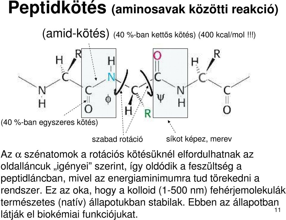 oldalláncuk igényei szerint, így oldódik a feszültség a peptidláncban, mivel az energiaminimumra tud törekedni a rendszer.