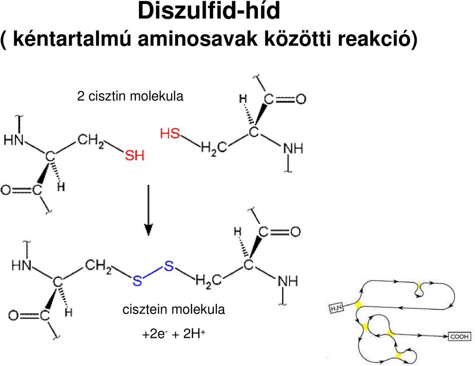 közötti reakció) 2 cisztin