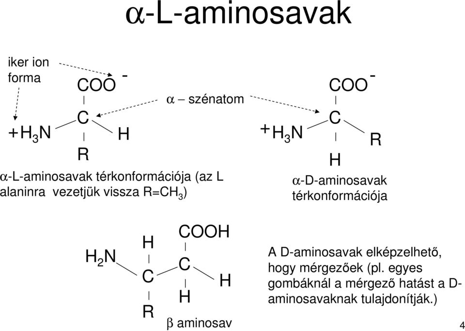 térkonformációja H 2 N H C R COOH C H H β aminosav A D-aminosavak elképzelhető, hogy