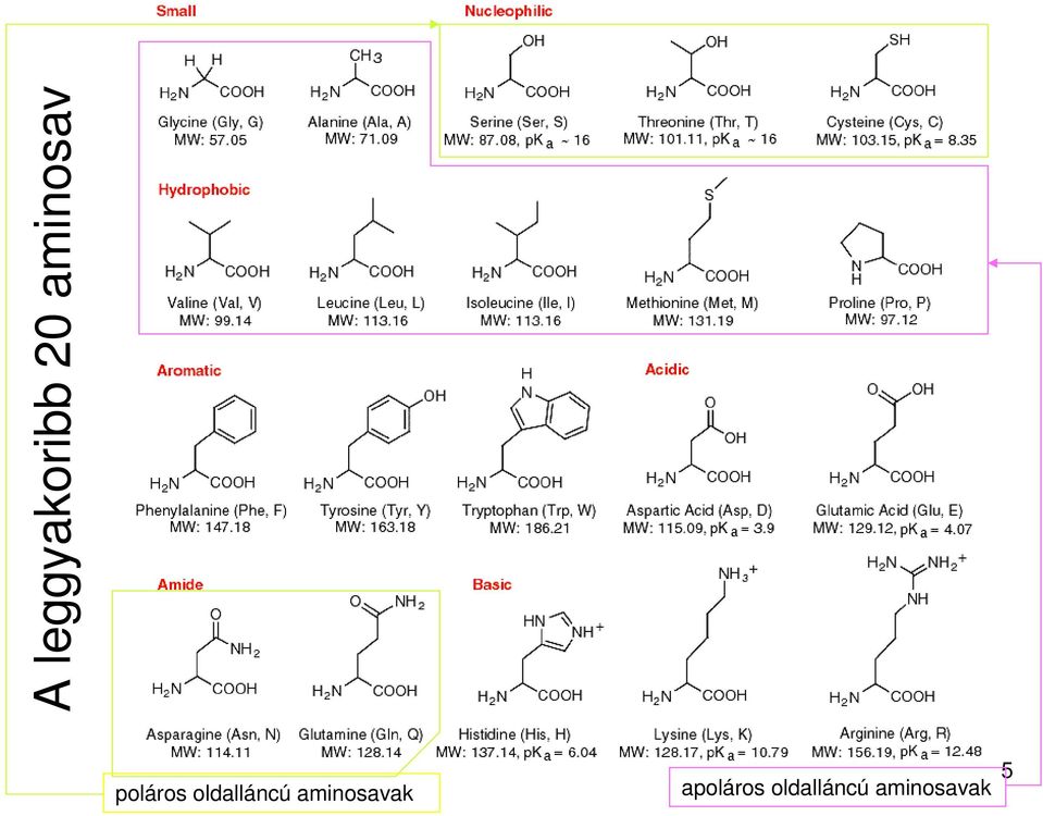 oldalláncú aminosavak