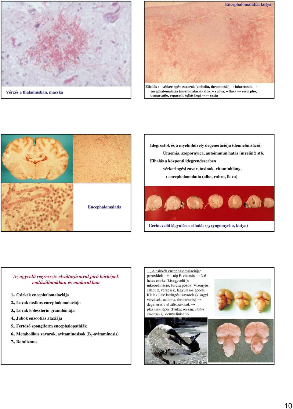 Elhalás a központi idegrendszerben vérkeringési zavar, toxinok, vitaminhiány, encephalomalatia (alba, rubra, flava) Encephalomalatia Gerincvelıi lágyulásos elhalás (syryngomyelia, kutya) Az agyvelı