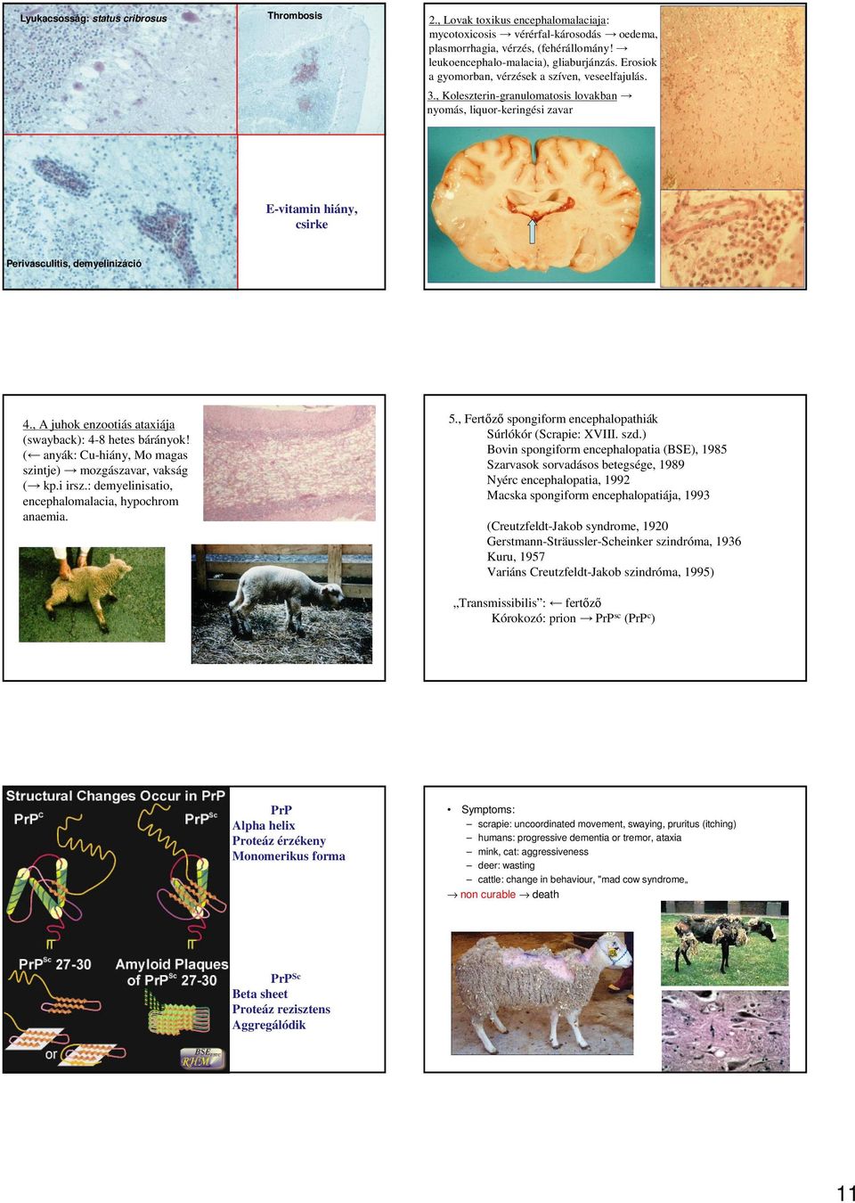 , A juhok enzootiás ataxiája (swayback): 4-8 hetes bárányok! ( anyák: Cu-hiány, Mo magas szintje) mozgászavar, vakság ( kp.i irsz.: demyelinisatio, encephalomalacia, hypochrom anaemia. 5.