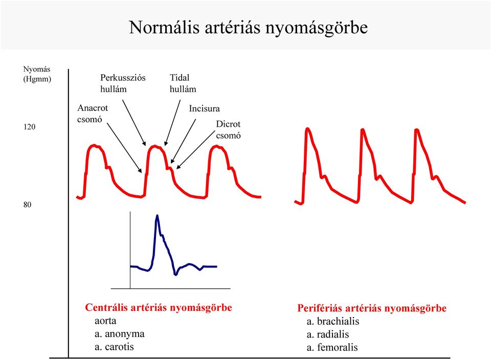 Centrális artériás nyomásgörbe aorta a. anonyma a.