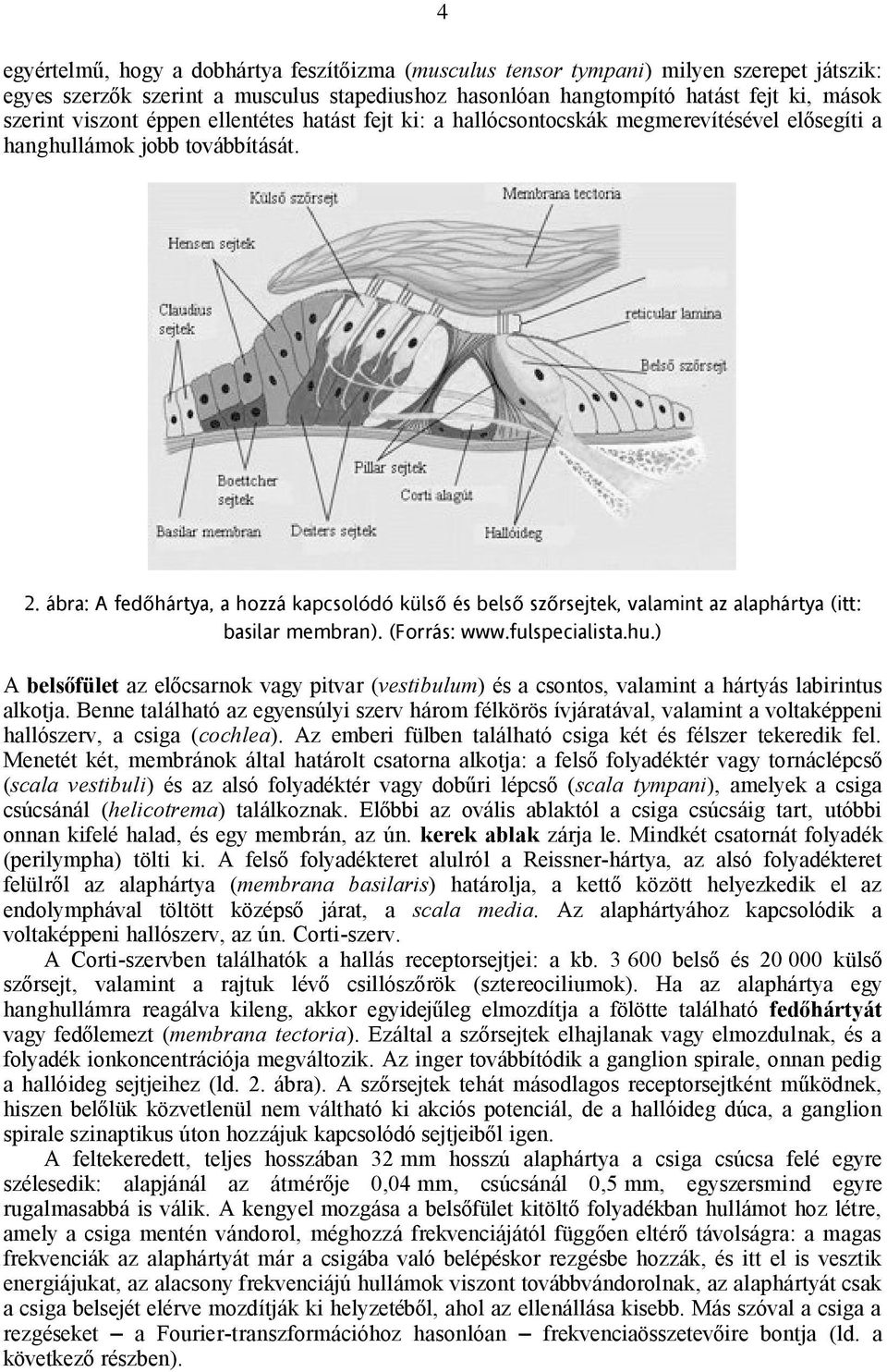 ábra: A fedőhártya, a hozzá kapcsolódó külső és belső szőrsejtek, valamint az alaphártya (itt: basilar membran). (Forrás: www.fulspecialista.hu.