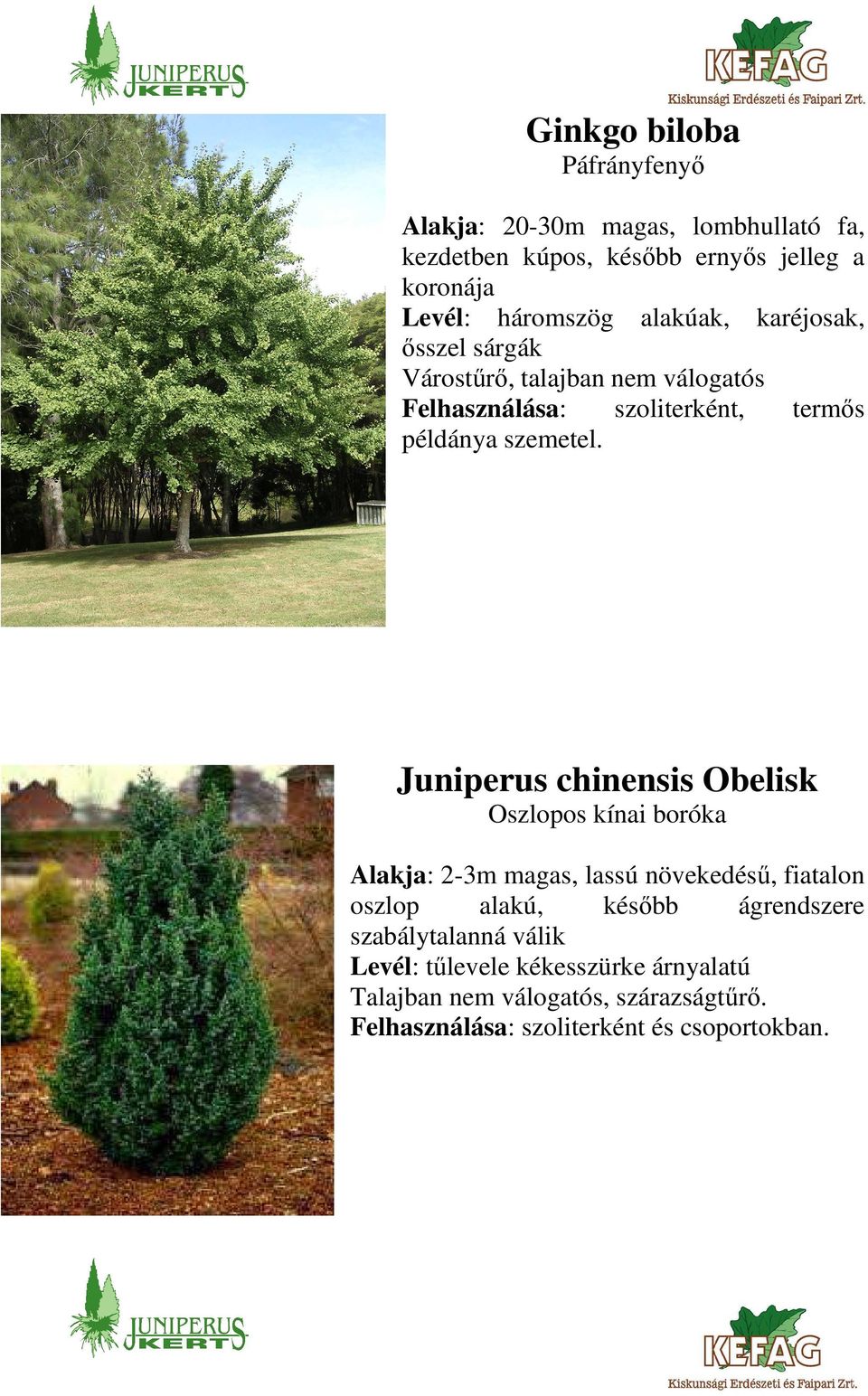 Juniperus chinensis Obelisk Oszlopos kínai boróka Alakja: 2-3m magas, lassú növekedésű, fiatalon oszlop alakú, később ágrendszere