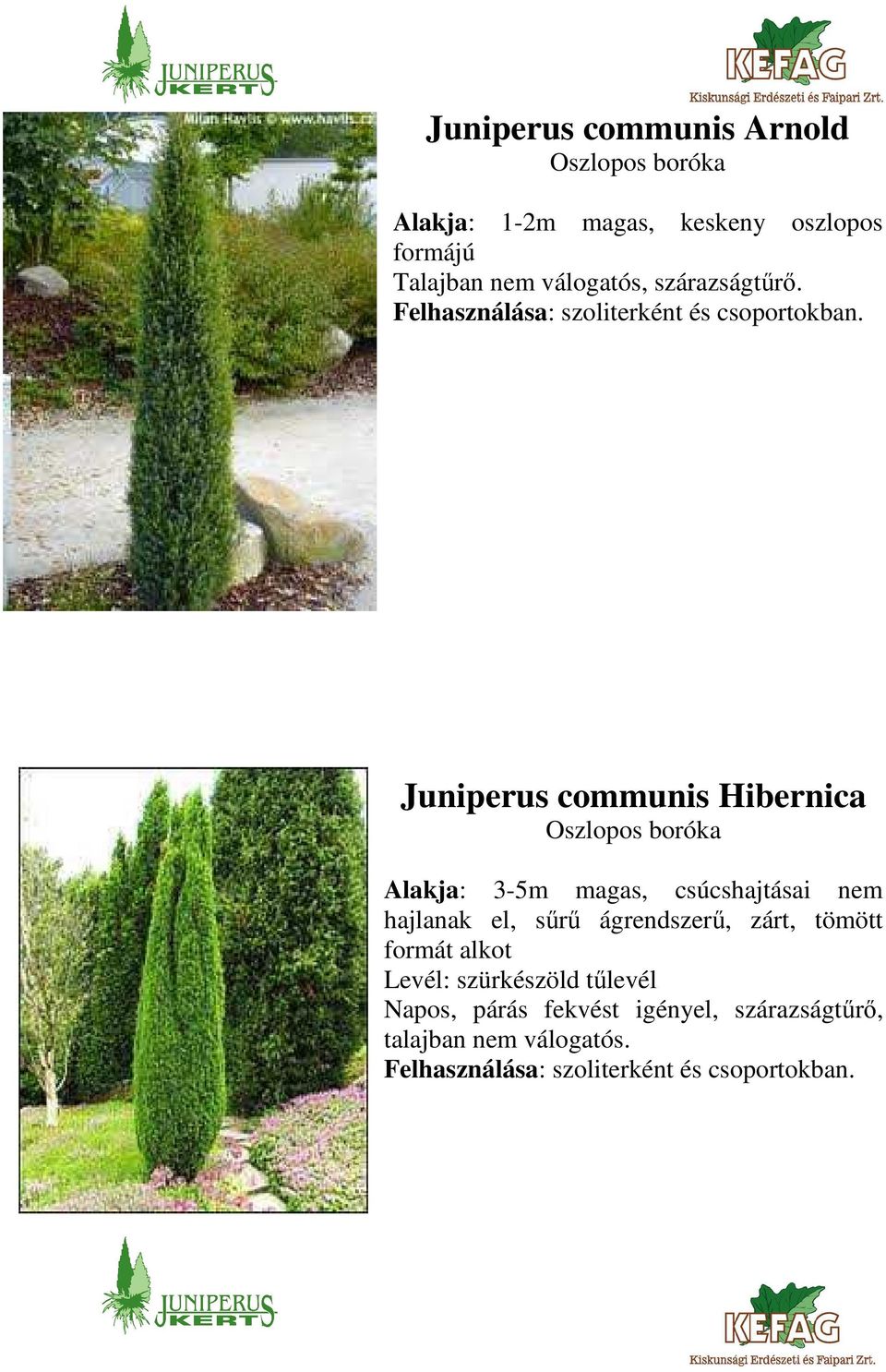 Juniperus communis Hibernica Oszlopos boróka Alakja: 3-5m magas, csúcshajtásai nem hajlanak el, sűrű