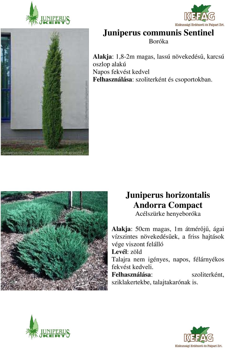 Juniperus horizontalis Andorra Compact Acélszürke henyeboróka Alakja: 50cm magas, 1m átmérőjű, ágai vízszintes