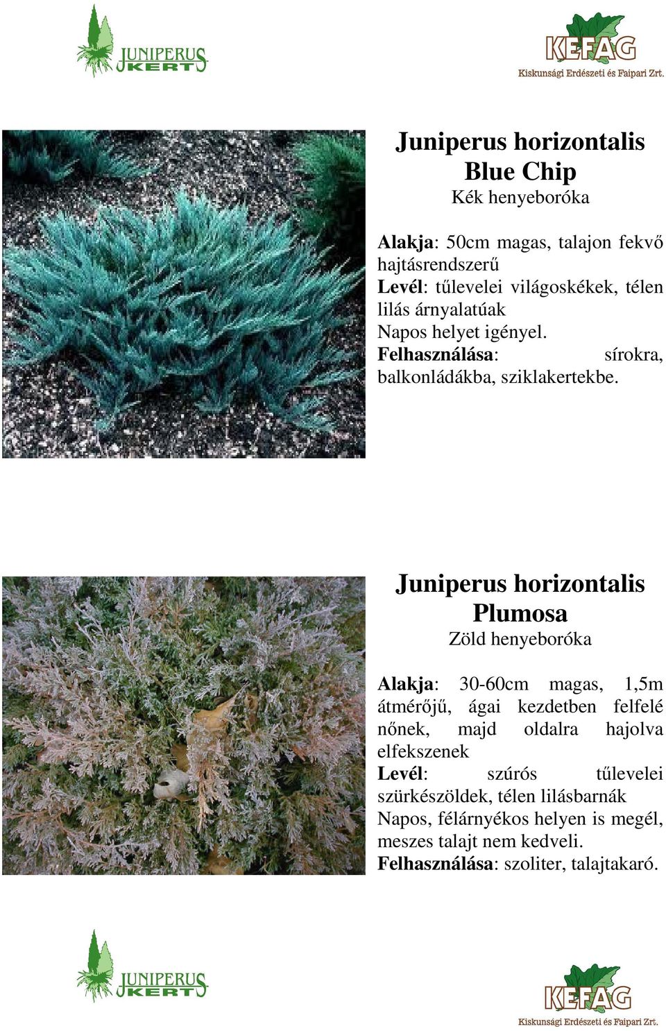 Juniperus horizontalis Plumosa Zöld henyeboróka Alakja: 30-60cm magas, 1,5m átmérőjű, ágai kezdetben felfelé nőnek, majd oldalra