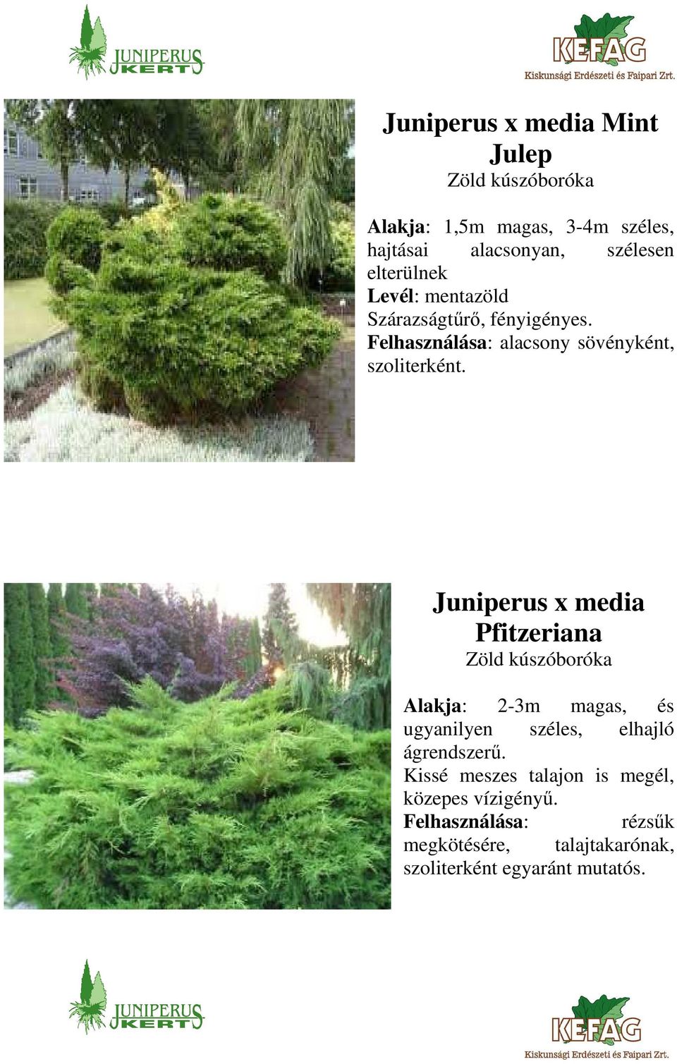 Juniperus x media Pfitzeriana Zöld kúszóboróka Alakja: 2-3m magas, és ugyanilyen széles, elhajló ágrendszerű.