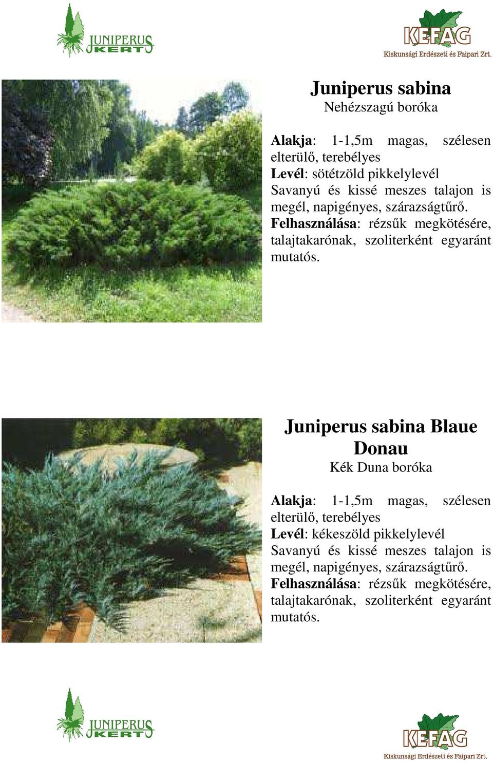 Juniperus sabina Blaue Donau Kék Duna boróka Alakja: 1-1,5m magas, szélesen elterülő, terebélyes Levél: kékeszöld pikkelylevél Savanyú