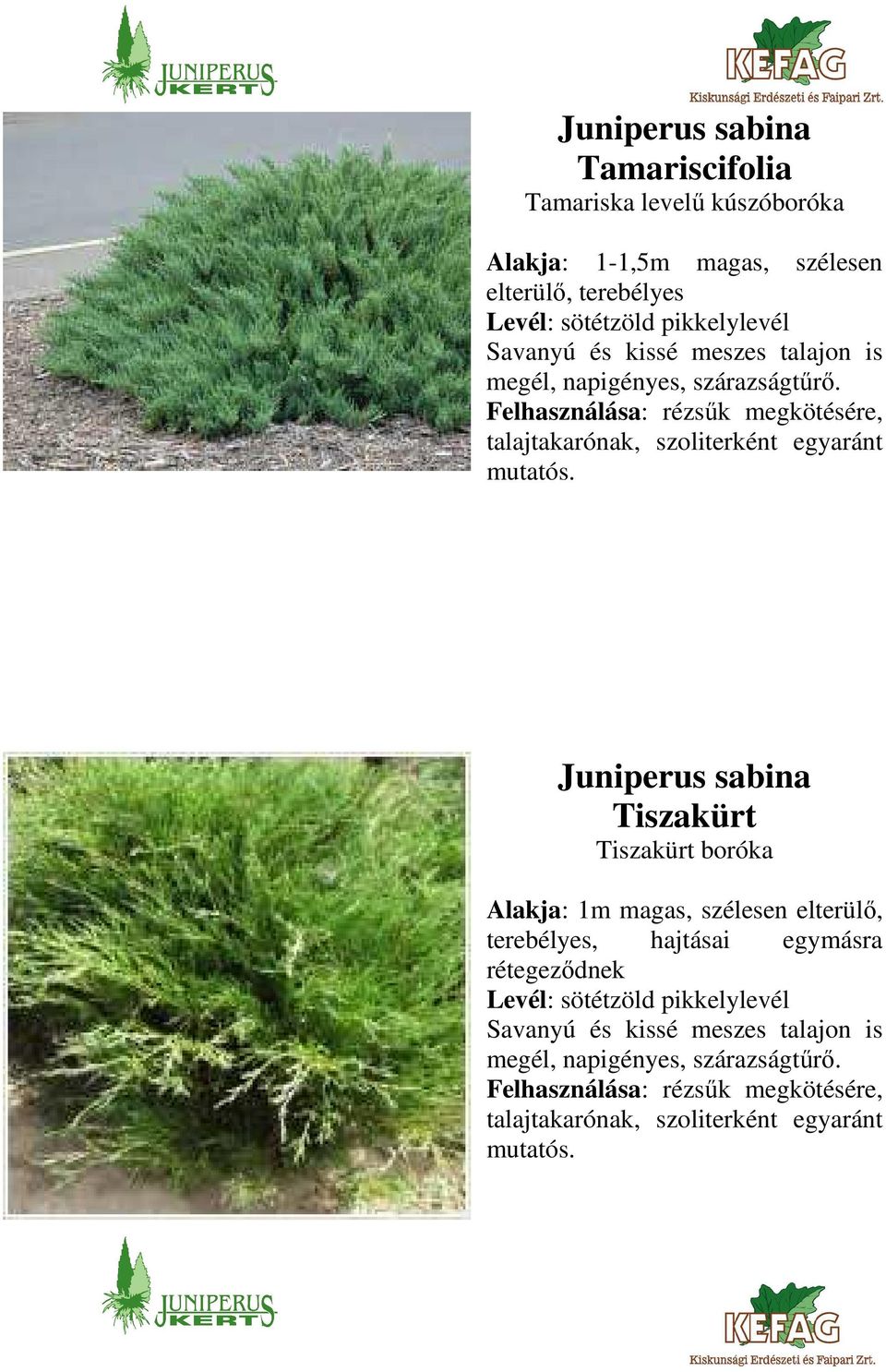 Juniperus sabina Tiszakürt Tiszakürt boróka Alakja: 1m magas, szélesen elterülő, terebélyes, hajtásai egymásra rétegeződnek Levél: sötétzöld