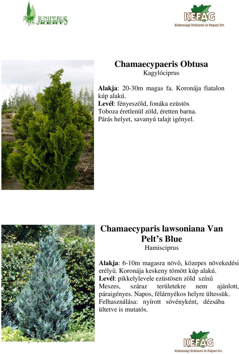 Chamaecyparis lawsoniana Van Pelt s Blue Hamisciprus Alakja: 6-10m magasra növő, közepes növekedési erélyű.