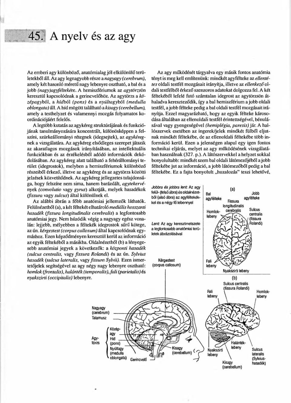 A hemiszfériumok az agytörzsön keresztül kapcsolódnak a gerincvelőhöz. Az agytörzs a középagyból, a hídból (pons) és a nyúltagyból (medulla oblongata) áll.