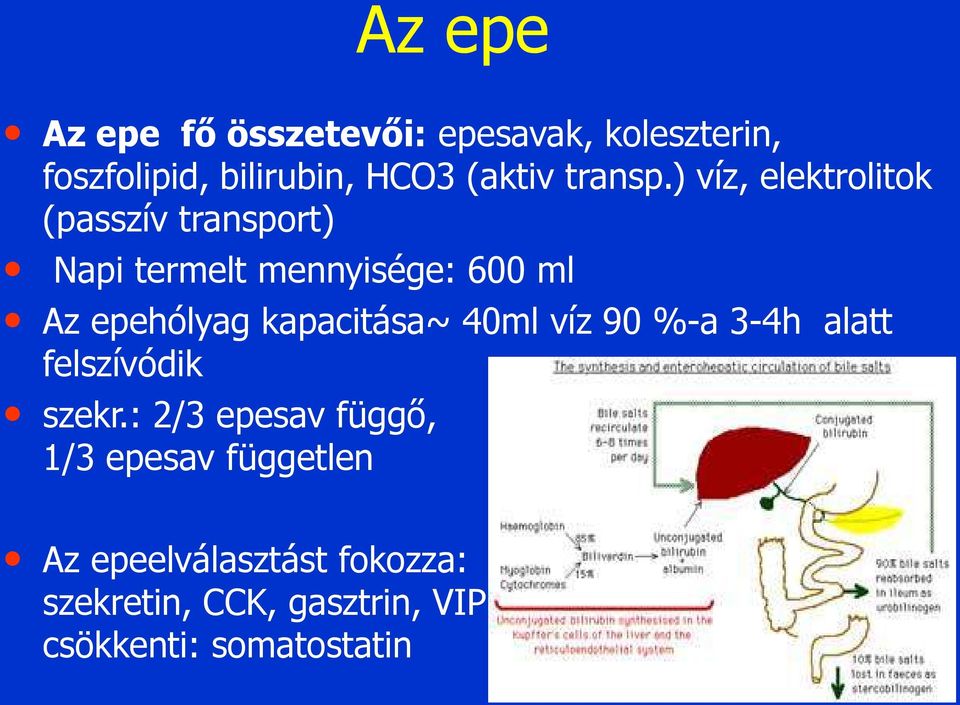 ) víz, elektrolitok (passzív transport) Napi termelt mennyisége: 600 ml Az epehólyag