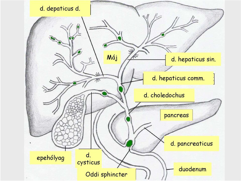 hepaticus comm. d.