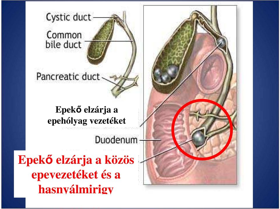 közös epevezetéket és a