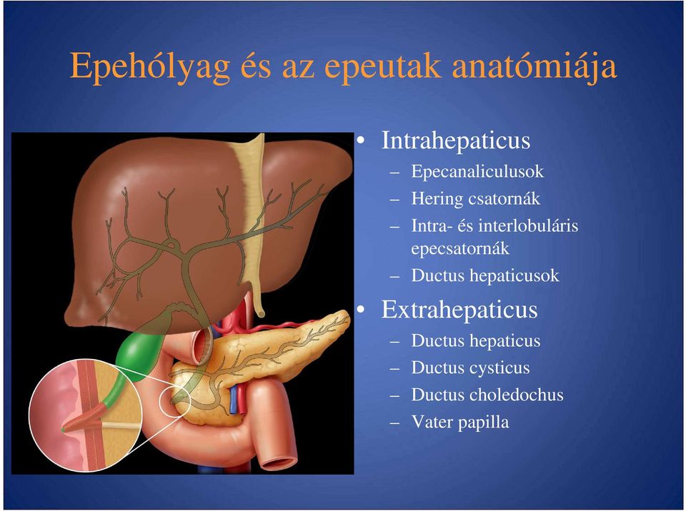 interlobuláris epecsatornák Ductus hepaticusok