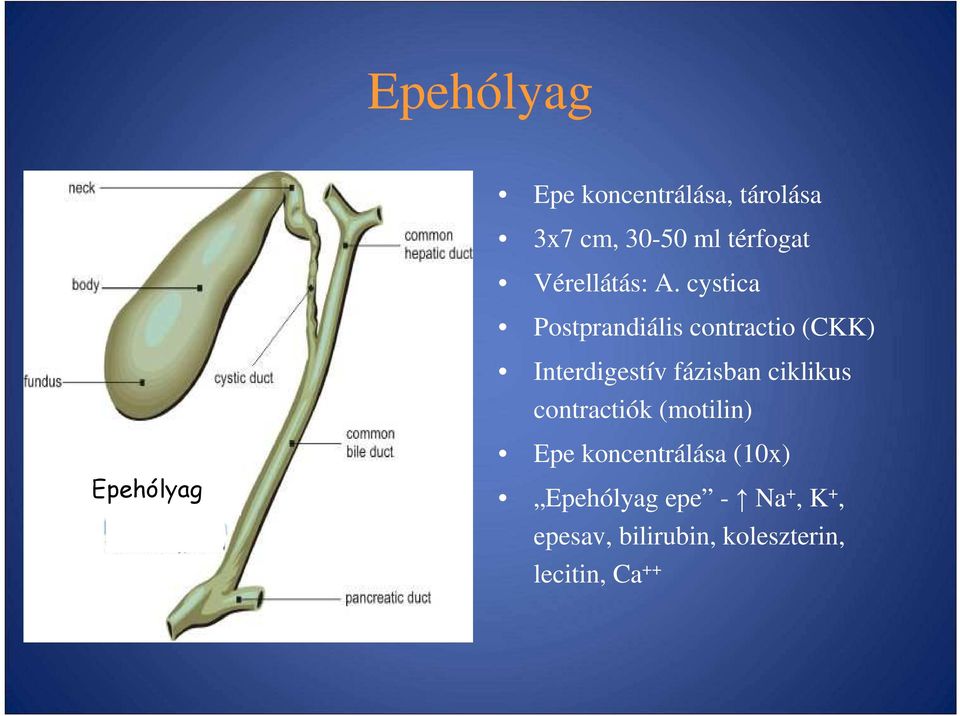 cystica Postprandiális contractio (CKK) Interdigestív fázisban