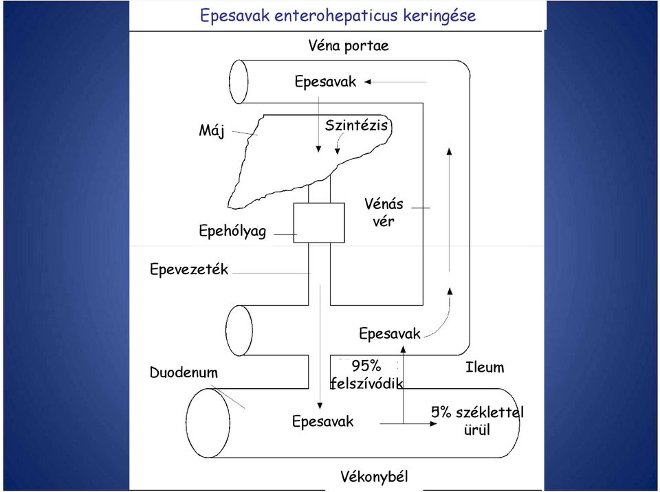 Vénás vér Epevezeték Duodenum Epesavak