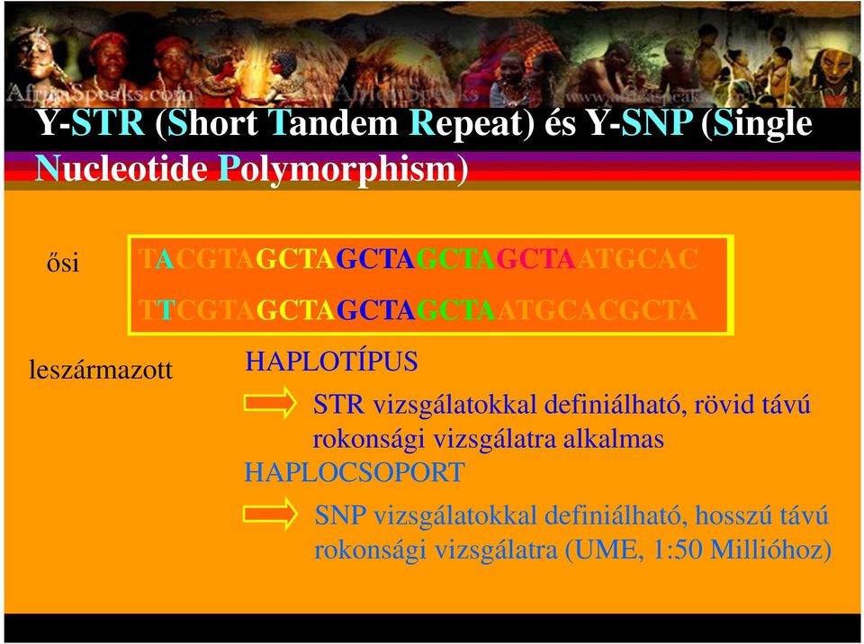 STR vizsgálatokkal definiálható, rövid távú rokonsági vizsgálatra alkalmas