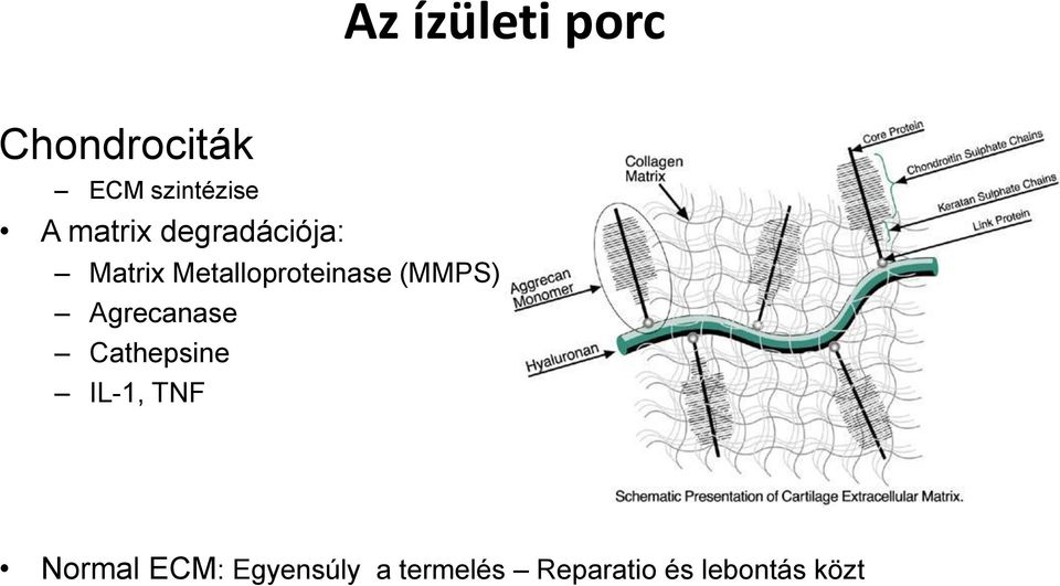 (MMPS) Agrecanase Cathepsine IL-1, TNF Normal