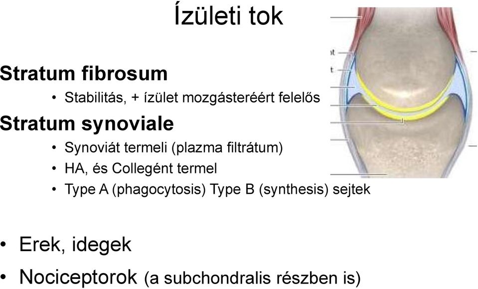 (plazma filtrátum) HA, és Collegént termel Type A