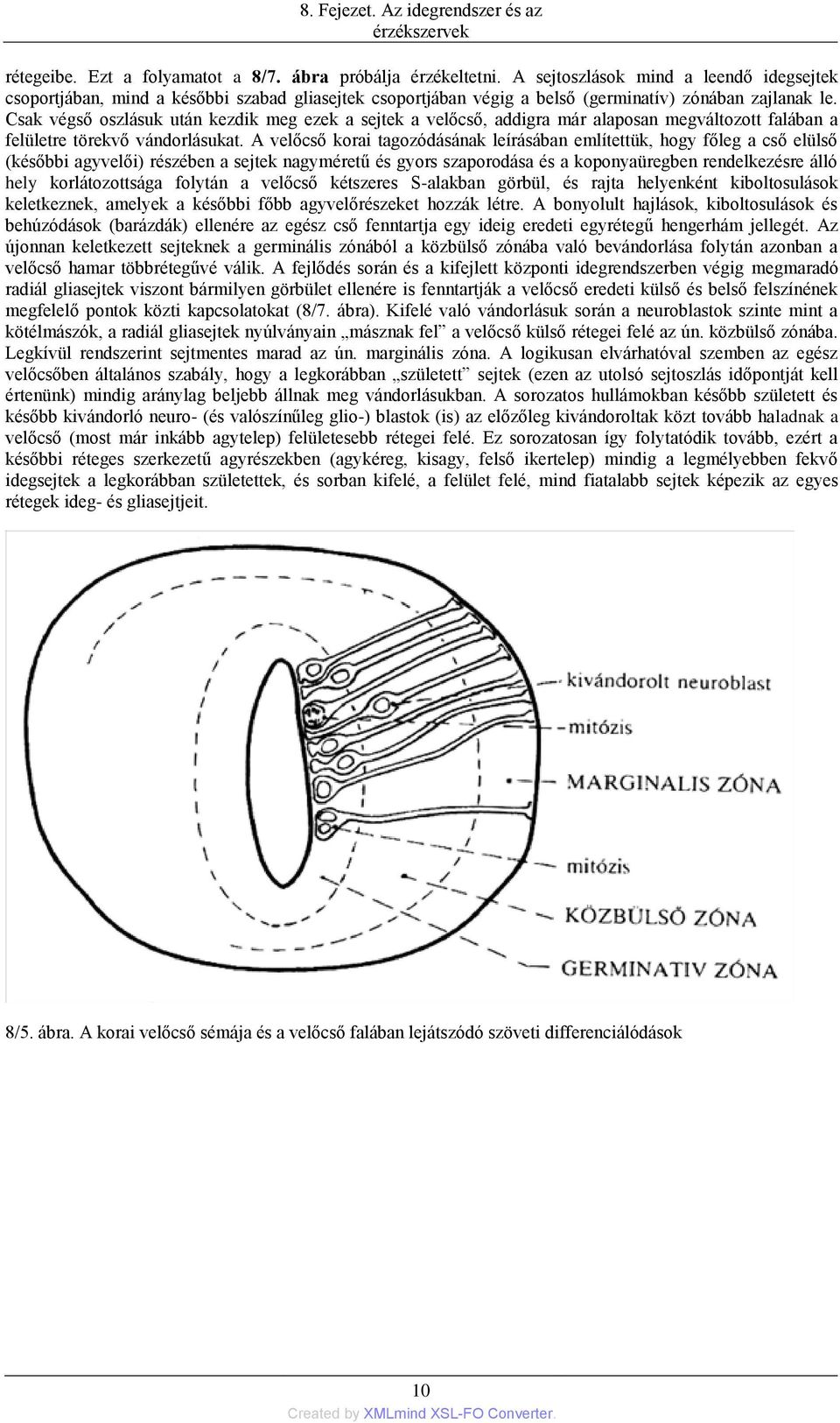 Csak végső oszlásuk után kezdik meg ezek a sejtek a velőcső, addigra már alaposan megváltozott falában a felületre törekvő vándorlásukat.