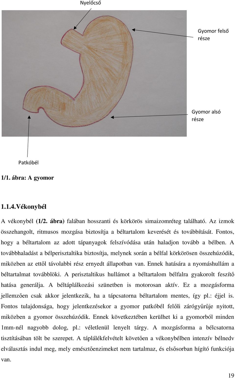 A továbbhaladást a bélperisztaltika biztosítja, melynek során a bélfal körkörösen összehúzódik, miközben az ettől távolabbi rész ernyedt állapotban van.