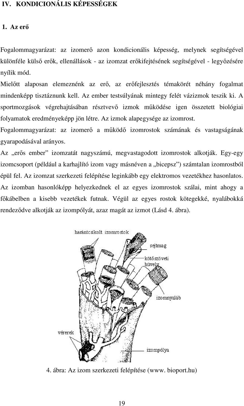 Mielıtt alaposan elemeznénk az erı, az erıfejlesztés témakörét néhány fogalmat mindenképp tisztáznunk kell. Az ember testsúlyának mintegy felét vázizmok teszik ki.