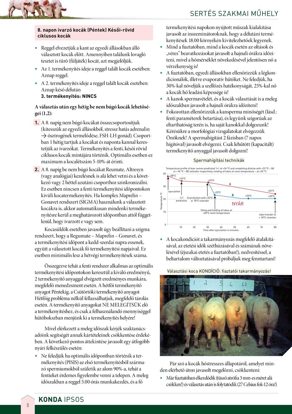 termékenyítés ideje a reggel talált kocák esetében: Aznap késő délután 3. termékenyítés: NINCS A választás után egy hétig be nem búgó kocák lehetőségei (1,2): 1. A 8.