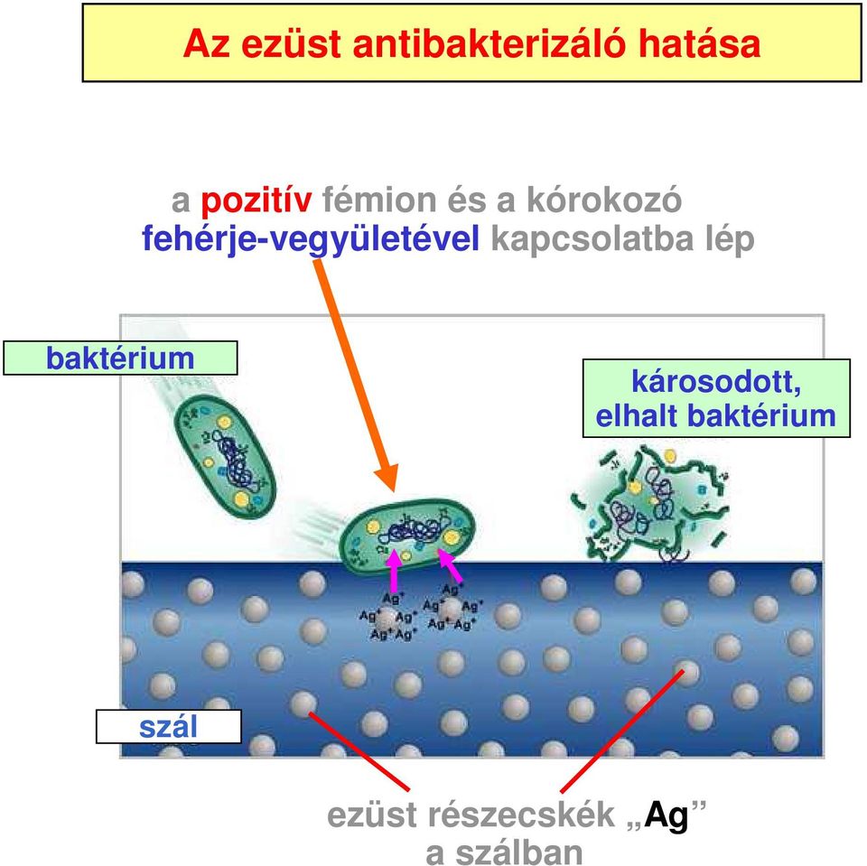 kapcsolatba lép baktérium károsodott,