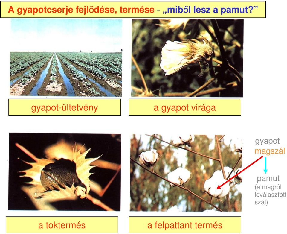 gyapot-ültetvény a gyapot virága gyapot